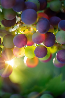 Grapes and Sunshine